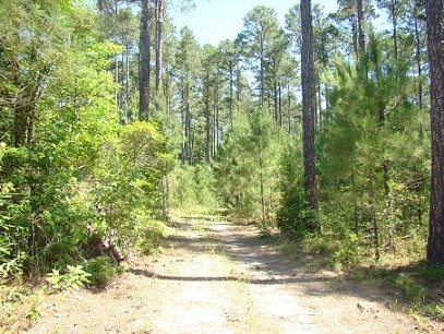 Wood Road Through Area Of Pine.
