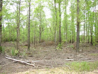 Bottomland Hardwood - Mostly Oak.