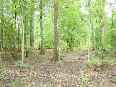 Hardwood Timber