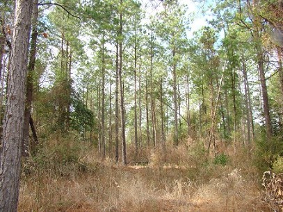 Well Stocked 20+ Year-old Pine Plantation.