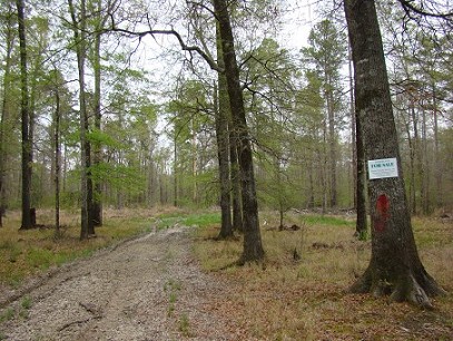 Hardwood 'flat' Near Southwest Corner.