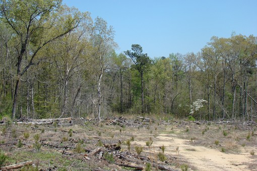 Young Pine Plantation, Mature Hardwood (bkgrd)