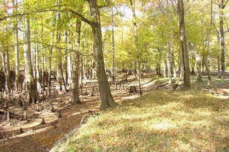 Bottomland Hardwood Along Slough.