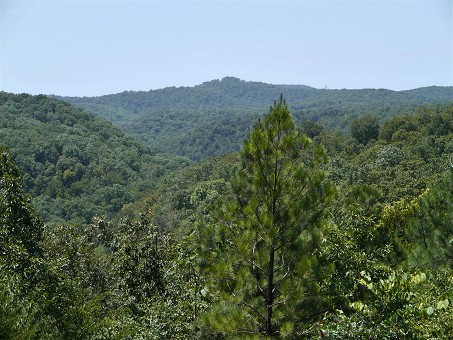 View From Cabin