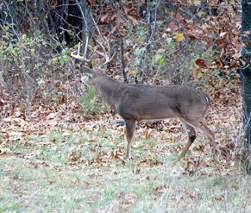 Deer
