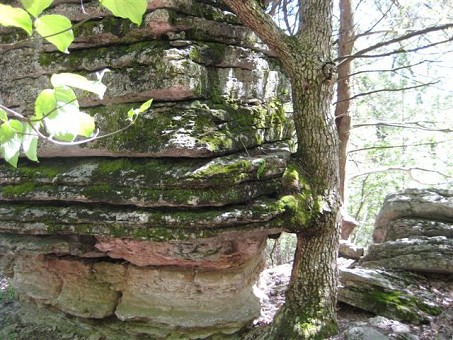 Tree Growing Into A Pivot Rock