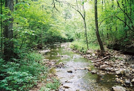 Springs And Creek