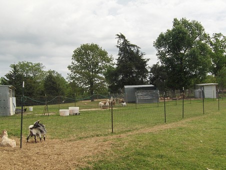 Goat Pen