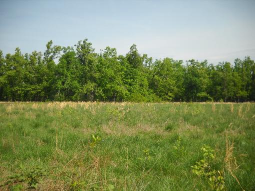 Pasture