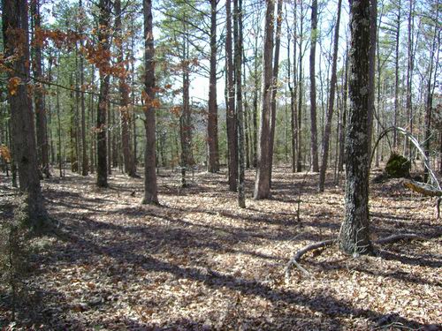Woods