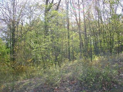 View From Back Of Property