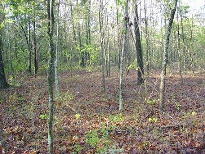 Interior Of Lot