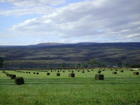 Hay Bales In Field On Hotchkiss Farm