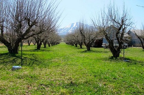 Orchard
