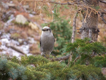 Local Wildlife
