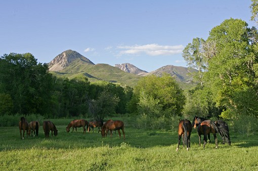 Looking East Across Horse Pasture To West Elks