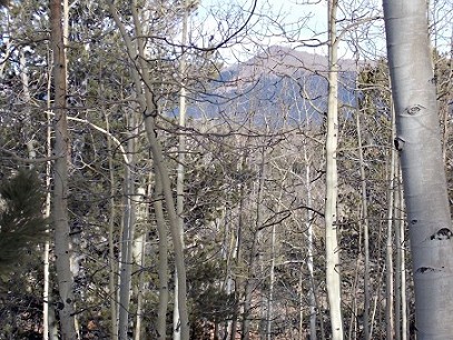 Pikes Peak Peekin Through The Aspen Trees