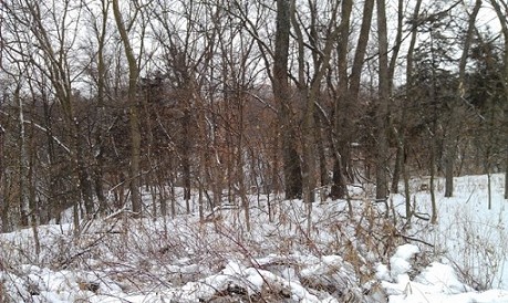 Timber