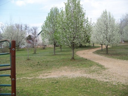 Beautiful Tree Lined Drive