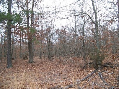 40 Acres Wooded