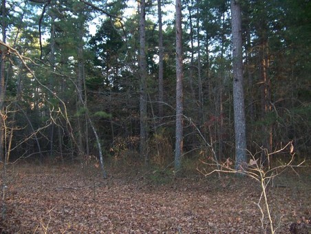 Woods