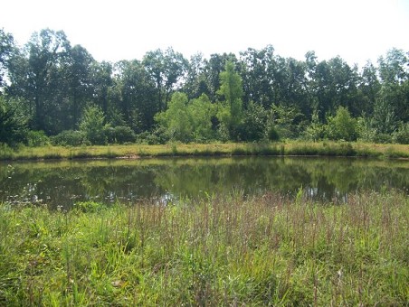 Pond