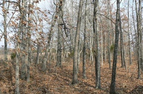 Woods View