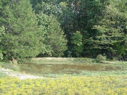 Large Pond