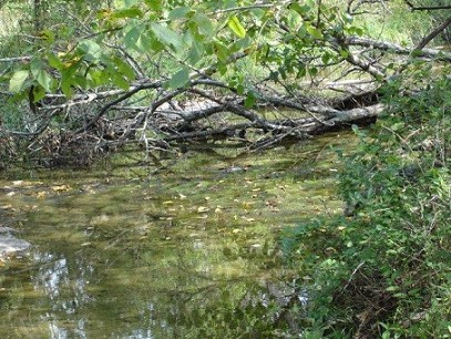 Stream