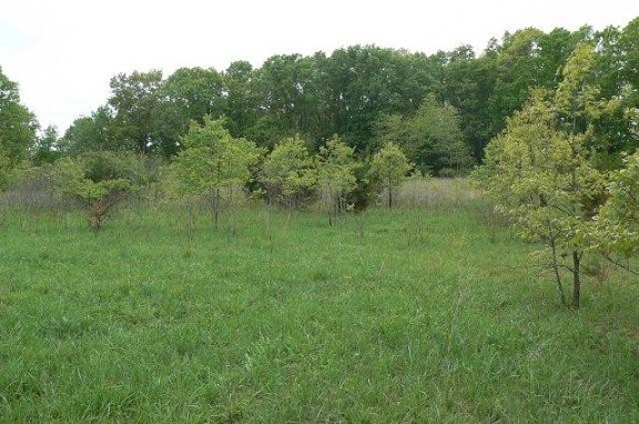 Land View