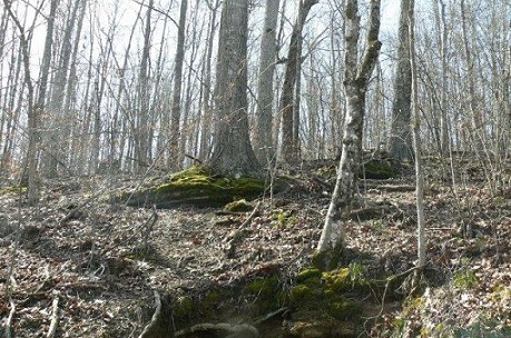 Spring Area