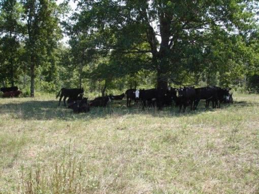 Cattle On Farm