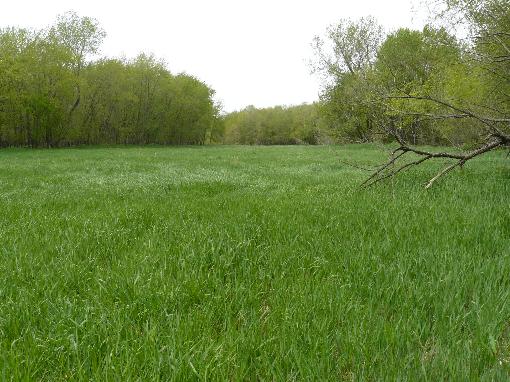 Meadow 3