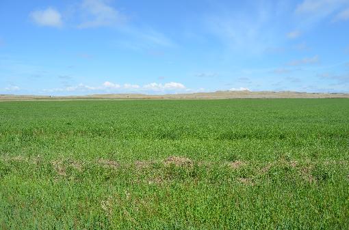 Hayfield