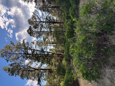 Mountain Land near Chama NM, Gated Access, Power and Shared Well - image 6