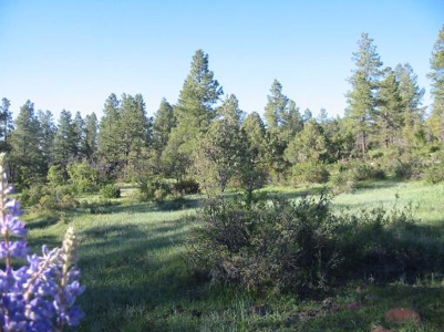 Mountain Land near Chama NM, Gated Access, Power and Shared Well - image 1