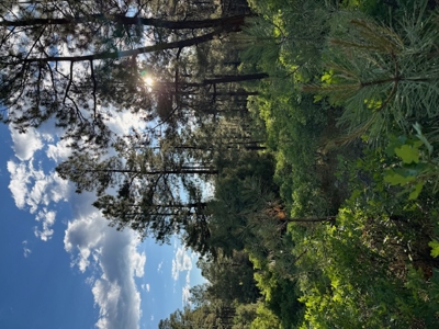 Mountain Land near Chama NM, Gated Access, Power and Shared Well - image 5