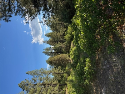 Mountain Land near Chama NM, Gated Access, Power and Shared Well - image 3