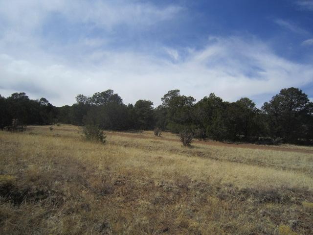 Trees & Meadow