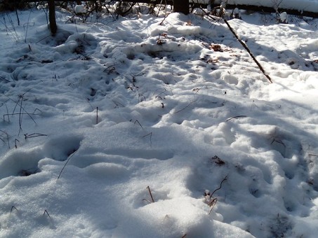 Deer Bed