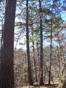 View Of Property