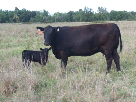 Quality Cattle Raised On This Productive Ranch
