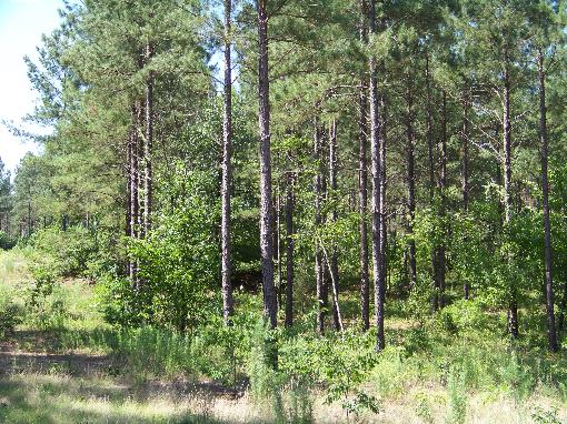 Country Home Lot