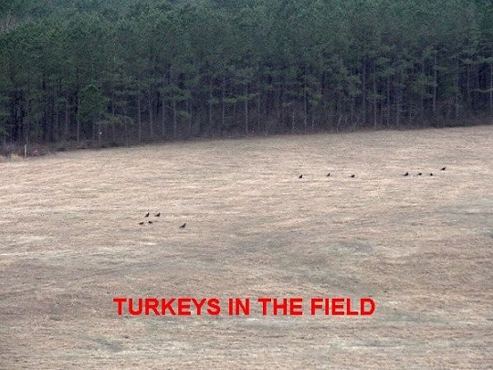 Turkeys In The Field