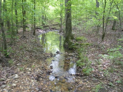 Winding Stream