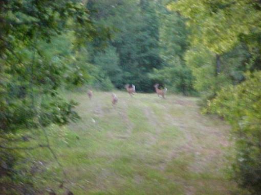 Deer On The Run