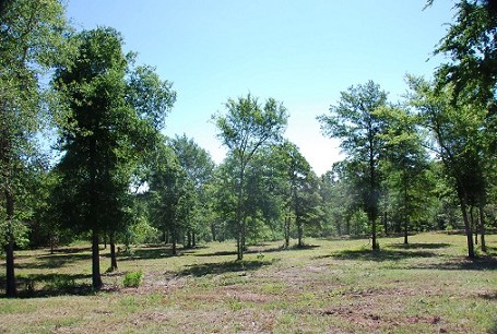 Scattered Trees