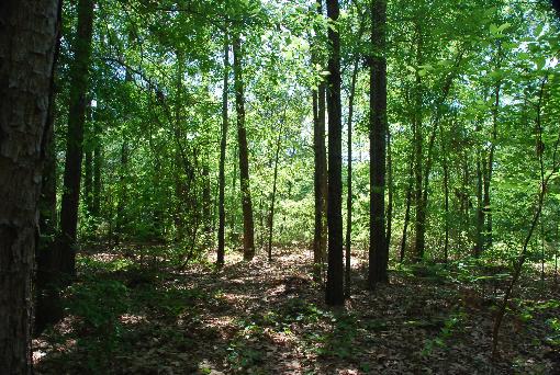 Woods