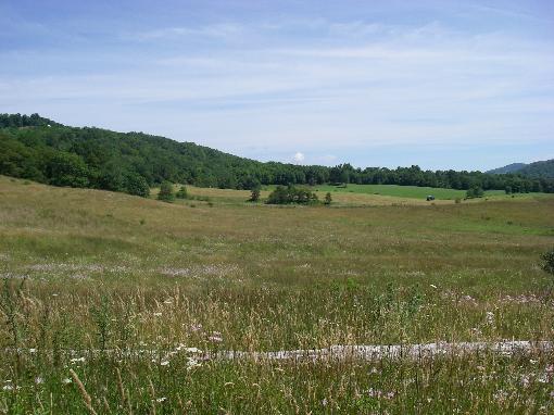 Summer On The Farm