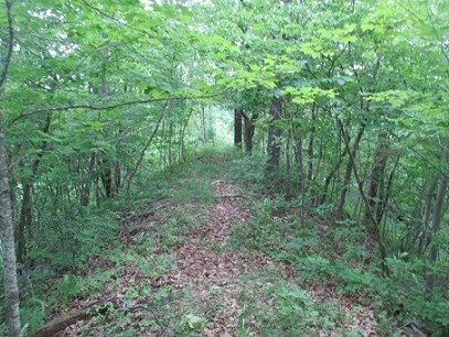 Deer Love To Cross This Ridge
